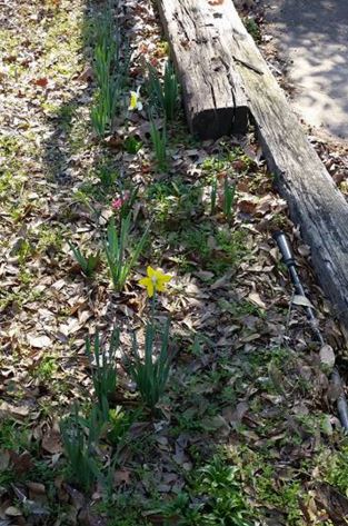 Spring-Flowers-Feb-2016