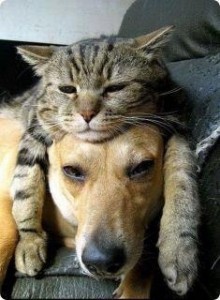 Cat-Lying-on-Dog